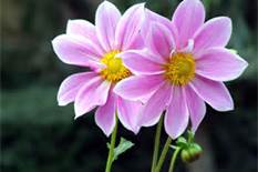 Spring Purple Flower